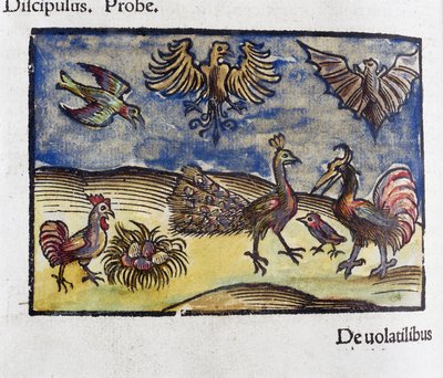 Histoire naturelle, zoologie 16e eeuw: vogels en vleermuizen door Unbekannt
