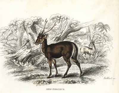 Zwijnenhert, Axis porcinus, bedreigd. Handgekleurde lithografie door Gebhart uit Georg Friedrich Treitschke