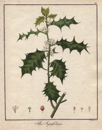 Hulst. Gekleurde kopergravure, in Botanique Medicinale (gepubliceerd in Berlijn, Duitsland) door Unbekannter Künstler