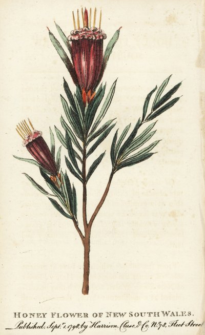 Honingbloem van New South Wales, Australië. Handgekleurde kopergravure uit 