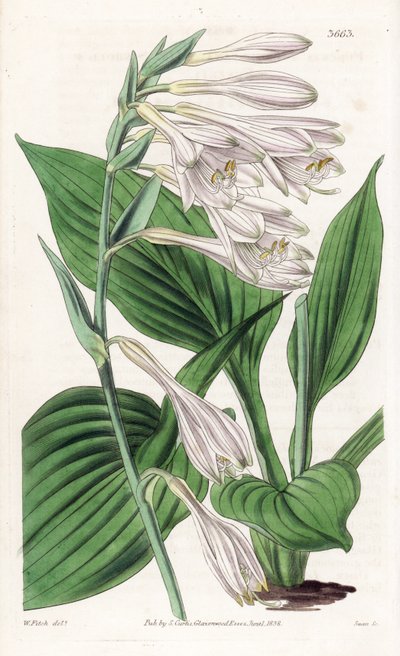 Hosta uit Japan - Hosta sieboldii. Handgekleurde kopergravure naar een botanische illustratie van Walter Fitch uit William Jackson Hooker