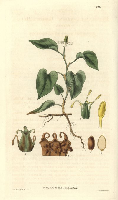 Houttuynia heeft witte bloemen, met details van vruchten, stamper en meeldraden. Variëteit afkomstig uit Azië. Illustratie door Wiliam Jackson Hooker (1785-1865), Britse botanicus en schrijver, professor aan de Universiteit van Glasgow (Schotland) en red door Unbekannter Künstler