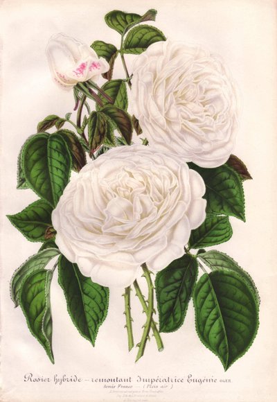 Hybride witte roos, Imperatrice Eugenie, Keizerin Eugenie - L
