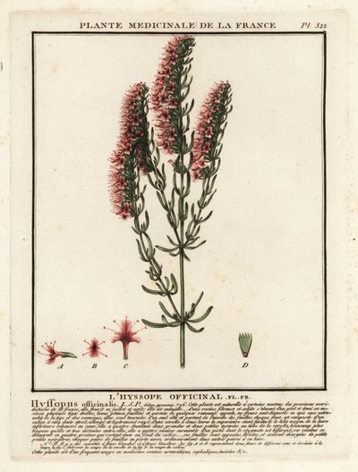 Hysop, Hyssopus officinalis door Unbekannter Künstler