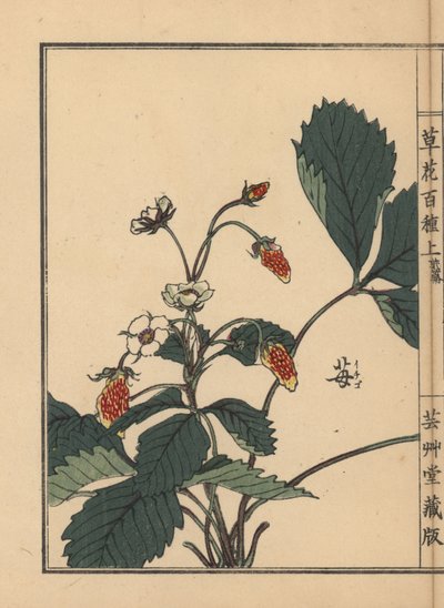 Ichigo of aardbei, Fragaria ananassa - Kusa Bana Hyakushu (Honderd variëteiten bloemen), Tokyo door Unbekannter Künstler