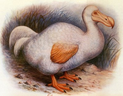 Illustratie van Didus solitarius, Witte Dodo van de Reunion door Unbekannt