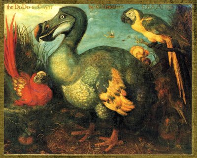 Illustratie van Raphus cucullatus, Dodo van Mauritius door Unbekannt