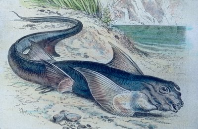 Illustratie van een chimaera (Hydrolagus colliei) door Unbekannter Künstler