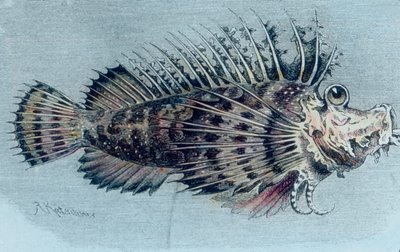 Illustratie van een kamvis (Lophotidae) door Unbekannter Künstler