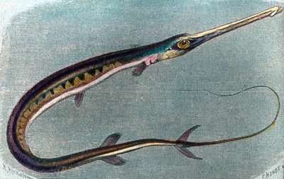 Illustratie van een zwaardvis (Xiphias gladius) door Unbekannter Künstler
