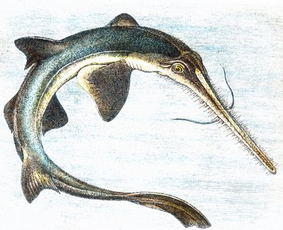 Illustratie van een zwaardvis (Xiphias gladius) door Unbekannter Künstler