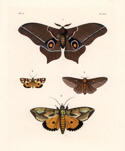Imbrasia epimethea (Saturnia epimethea) 1, roze-gestreepte eikenwormmot, Anisota virginiensis (Dryocampa virginiensis) 2, Crameria aegocera (Aegocera amabilis) 3, en Eudocima materna (Triphaena materna) 4. Handgekleurde lithografie uit John O. Westwood