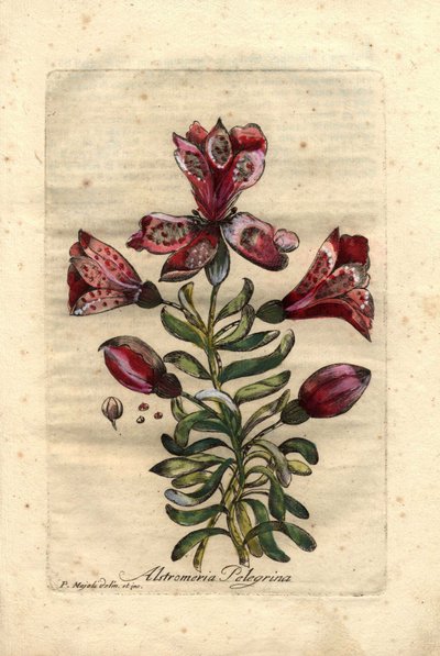 Inca-lelie (Alstromeria pelegrina), inheems in Peru en Chili. Beschrijving van bloemen, bladeren, stengel en zaden. Uitgegeven in 1786, in John Hill