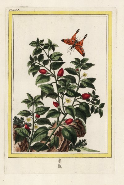 Indiaanse peper, Capsicum annuum door Unbekannter Künstler