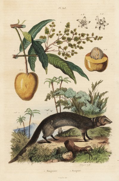 Indiase grijze mangoest, Herpestes edwardsi 1 en mango, Mangifera indica 2 door Unbekannt