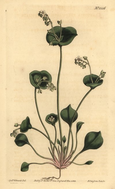 Indiase sla, Perfoliate claytonia, Claytonia perfoliata door Unbekannt