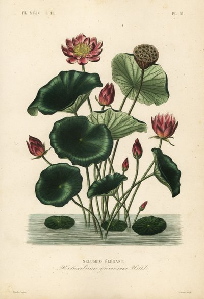 Indische lotus door Unbekannt