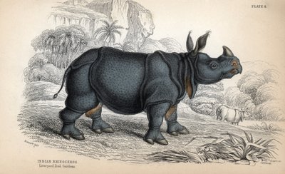 Indische neushoorn, bedreigde soort. Kopergravure door William Lizars, gebaseerd op een tekening van James Stewart, gepubliceerd in de Naturalist Library: zoogdieren, pachydermen en viervoeters met fijne huid, bewerkt door W. H. Lizars door Unbekannter Künstler