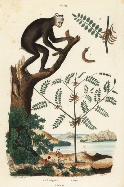 Indigoplant, Indigofera atropurpurea, en indri of babakoto, Indri indri, ernstig bedreigde maki door Unbekannt