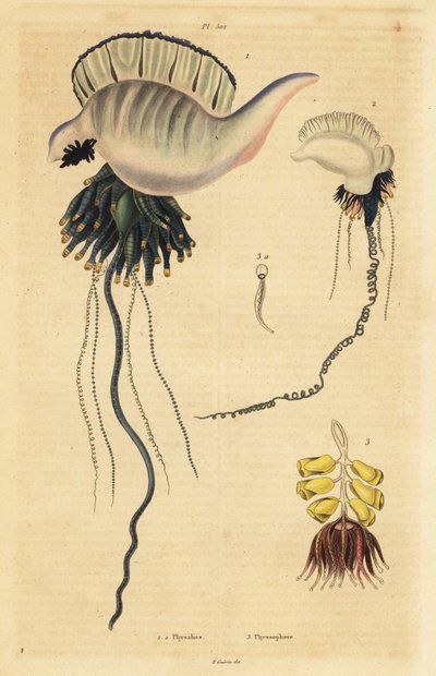 Indo-Pacifische Portugese oorlogsschip, Physalia utriculus 1, Azoren oorlogsschip, Physalia physalis 2, en Siphonophora zoöfyte, Physsophora disticha 3 door Unbekannt