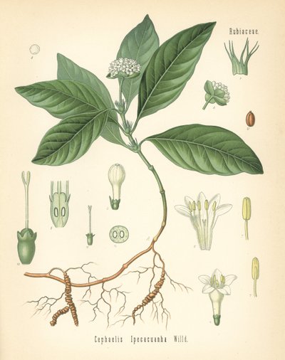 Ipecacuanha, Carapichea ipecacuanha. Chromolithografie naar een botanische illustratie uit Hermann Adolph Koehler