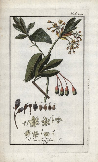 Irokees laurier (Sassafras albidum). Lithografie uit 