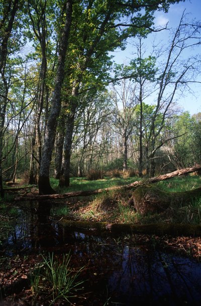 Italië, Latium, Circeo Nationaal Park, vijver in Biosfeerreservaat door William Jennys