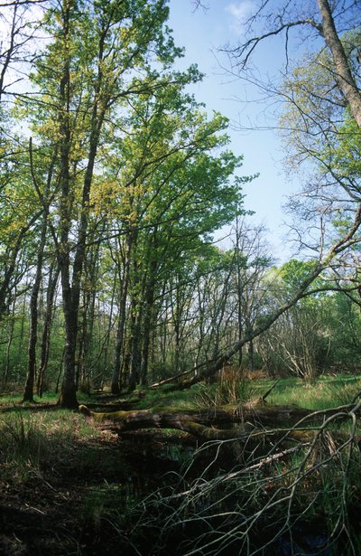 Circeo Nationaal Park, vijver in Biosfeerreservaat door William M. Timlin