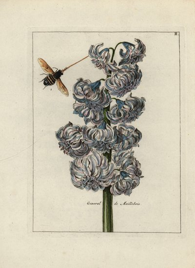 Jacinth (of hyacint), variete general door Maillebois, met een bij - Lithografie toegeschreven aan Paul Theodor van Brussel (1754-1795), auteur van het omslagboeket, of A.Bres., beïnvloed door Nicolas Robert (1614-1685), gepubliceerd in 