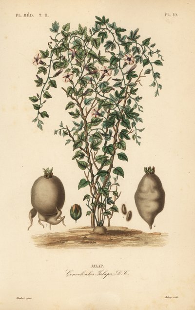 Jalaprank door Unbekannt