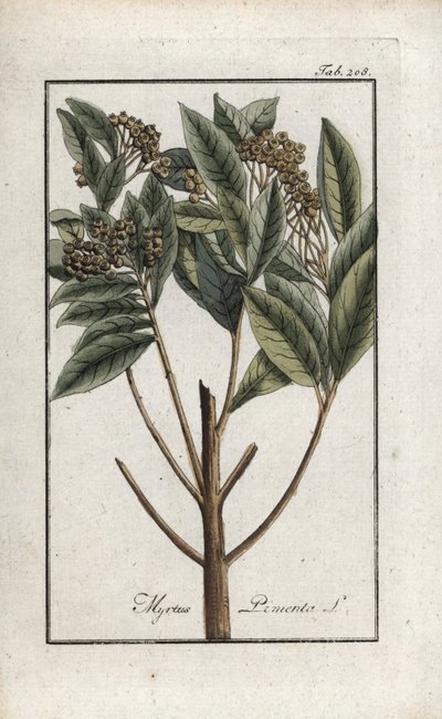 Jamaicaanse peper of vierkruidenpeper (Pimenta dioica). Lithografie uit “Afbeelding der Artseny-Gewassen” door Johannes Zorn (1739-1799), Nederland door Unbekannter Künstler