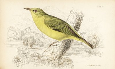 Javaanse wit-oog. Handgekleurde staalgravure door William Lizars naar William Swainson uit Sir William Jardine