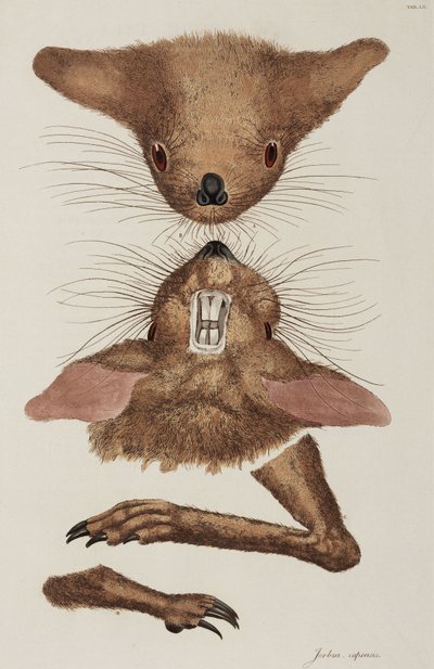 Jerboa door Unbekannter Künstler
