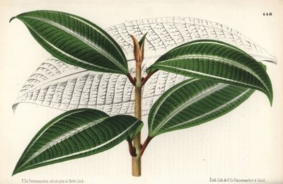 Johnnyberry variëteit, Miconia pulverulenta var trifasciata. Getekend en chromolithografisch door P. de Pannemaeker uit Jean Linden