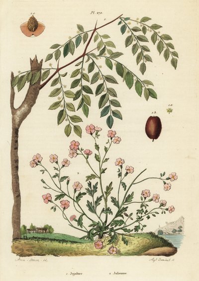 Jujube of Chinese dadel, Ziziphus jujuba 1, en Virginia stock, Malcolmia maritima 2 door Unbekannt