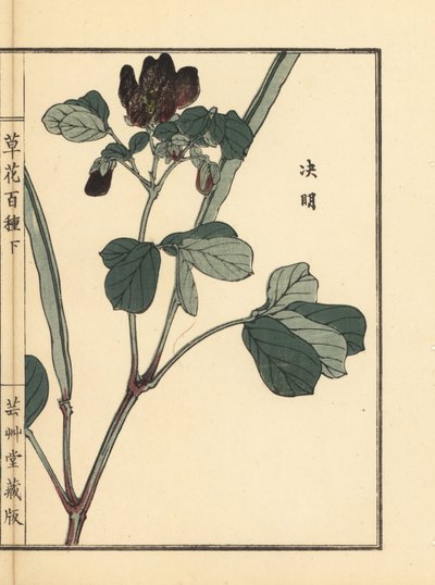 Ketsumei, Chinese senna of sicklepod, Senna obtusifolia. Handgekleurde houtblokprint uit Kusa Bana Hyakushu (Honderd Variëteiten van Bloemen), Tokyo, Yamada door Unbekannter Künstler
