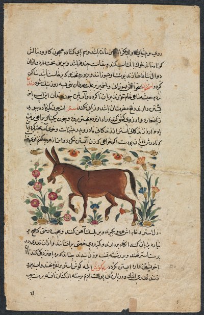 Khar (ezel), uit een Nuzhat-nama-yi ala
