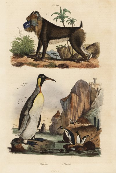 Koningspinguïn, Aptenodytes patagonicus 1, en mandril, Mandrillus sphinx, kwetsbaar, 2 door Unbekannt