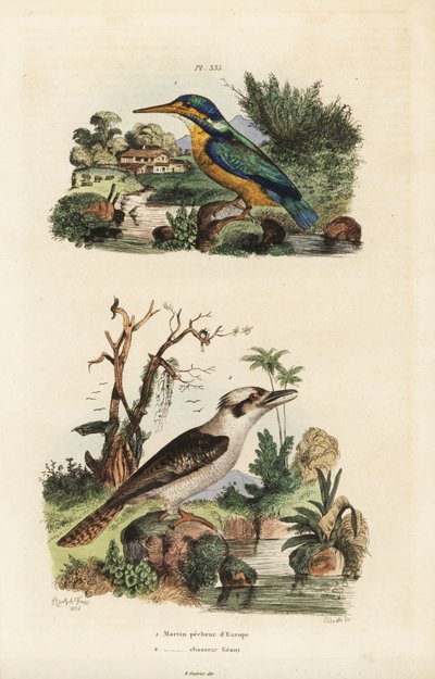 IJsvogel, Alcedo atthis, en lachende kookaburra, Dacelo novaeguineae door Unbekannt