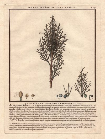 La Sabine, de Savinier Juniperus fabina. Giftige plant, beschrijving van een mannelijke (midden) en vrouwelijke (links) tak, met details van fruit in verschillende stadia van rijpheid. Kleurengraveerwerk 18e eeuw, in Herbier de la France (1780-1793), teken door Unbekannter Künstler