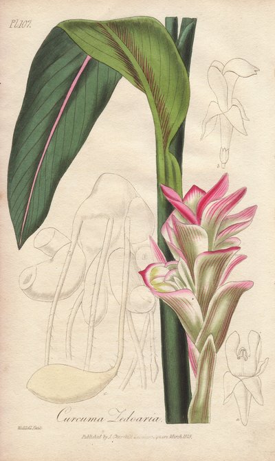 La Zedoaire (Curcuma zedoaria) - Sterk water door William Clarke ter illustratie van 