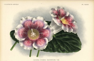 Grootbloemige gloxinia hybride gekweekt door Ferd. Kegeljan, Gloxinia hybrida grandiflora door Unbekannter Künstler