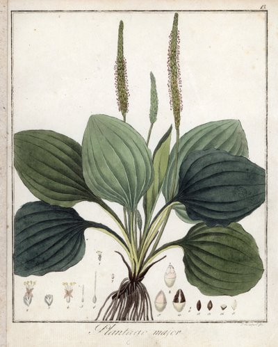 Grote Weegbree of Weegbree Major (of Weegbree van Vogels) - Lithografie door F. Guimpel, afkomstig uit medische botanische door Friedrich Gottlob Haynes (1763-1832), Berlijn door Unbekannter Künstler