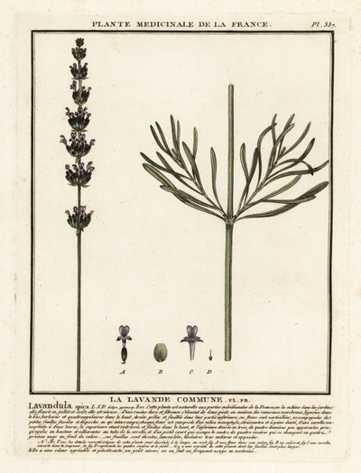 Lavendel, Lavandula angustifolia. door Unbekannter Künstler