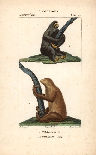Luie drietenige luiaard en Hoffmann