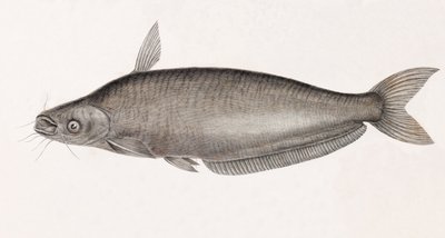De Silure Schilbe door Unbekannt