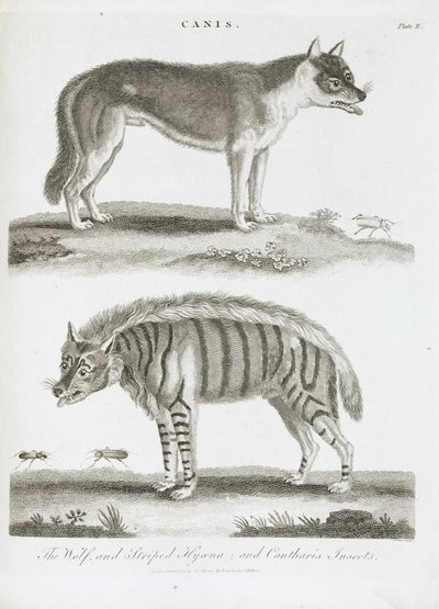De wolf en de gestreepte hyena en cantharis insecten door Unbekannt