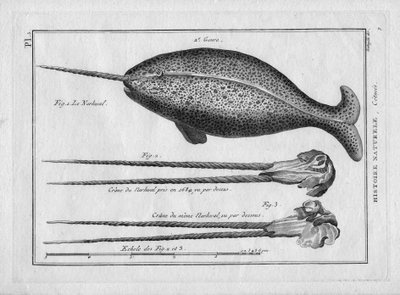 Le narvalin Painting Encyclopedique et Methodique des trois Regnes de la Nature door Pierre Joseph Bonnaterre (1762-1804), Parijs 1784 door Unbekannter Künstler