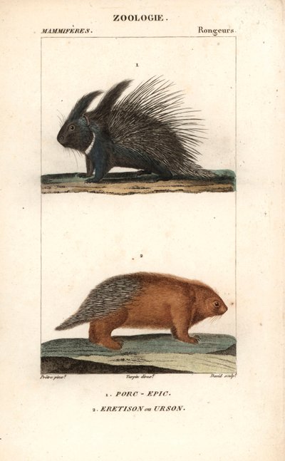 De stekelvarken en de eretison of urson of stekelvarken van Amerika - Gravure door Jean Gabriel Pretre, gegraveerd door Carnonkel, voor het woordenboek van natuurwetenschappen: zoogdieren door Frederic Cuvier, bewerkt door Pierre Jean Francois Turpin door Unbekannter Künstler
