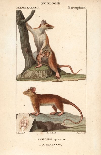 De sarigue of opossum en de cayopollin - Gravure door Jean Gabriel Pretre, gegraveerd door Carnonkel, voor het woordenboek van natuurwetenschappen: zoogdieren door Frederic Cuvier, bewerkt door Pierre Jean Francois Turpin door Unbekannter Künstler
